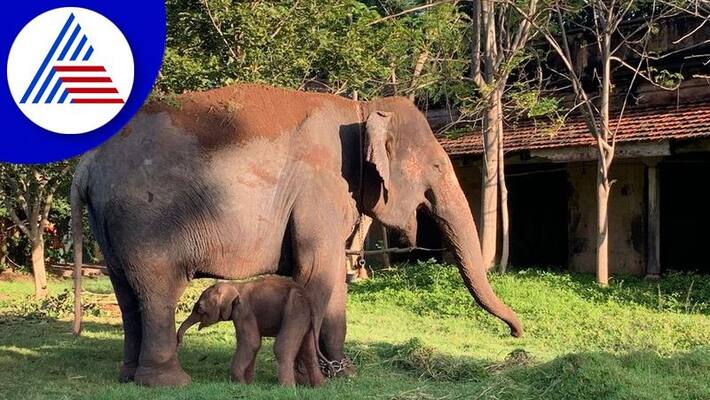 Mysuru Dasara Elephant Lakshmi Has Given Birth To A Baby Elephant In Palace Premises gvd Mysuru Dasara Elephant Lakshmi Has Given Birth To A Baby Elephant In Palace Premises gvd