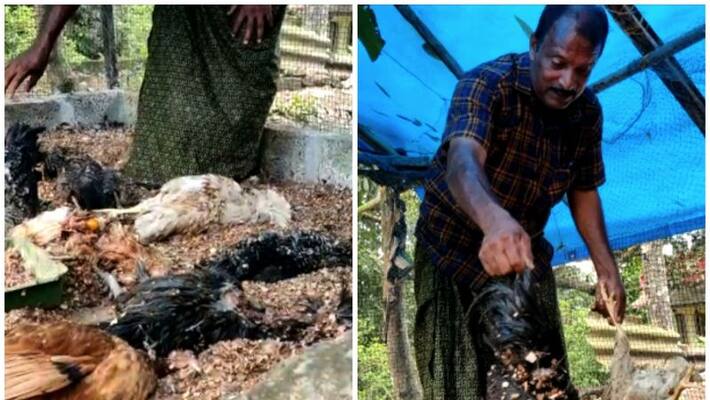 Stray dogs attack in Koothatkulam Stray dogs attack in Koothatkulam