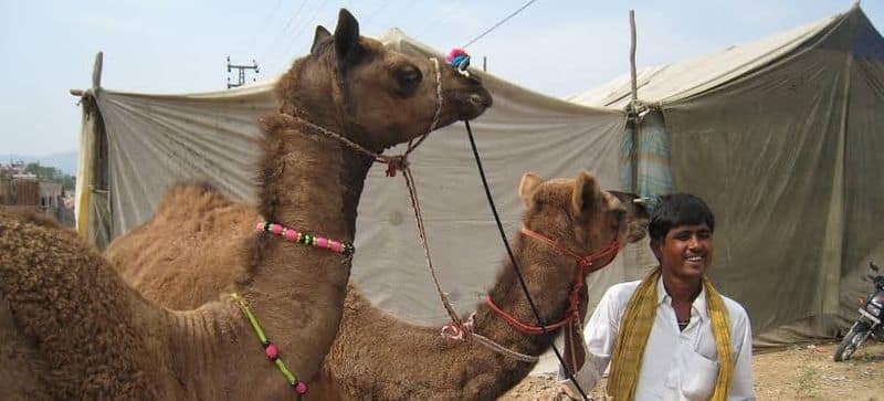 A young man who went to Kuwait for work was tortured by asking him to graze a camel. 