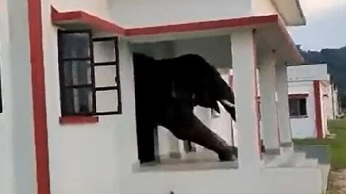 viral video of elephant returns from home after having food viral video of elephant returns from home after having food