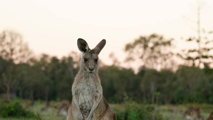 Farmer killed by his pet kangaroo Farmer killed by his pet kangaroo
