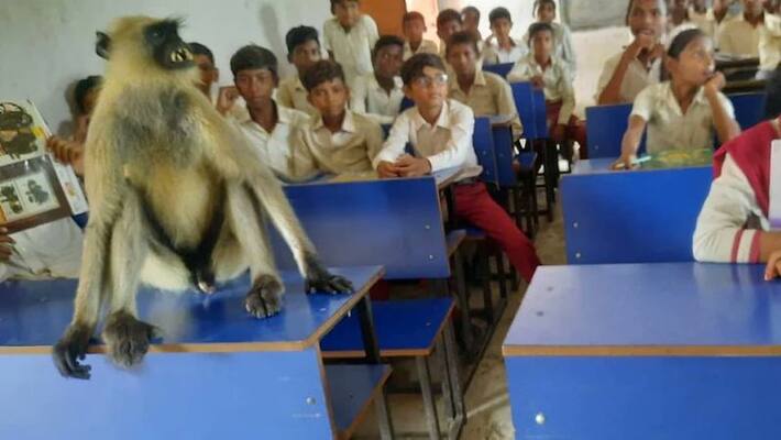 Hazaribagh interesting news monkey attending school daily and leave himself after classes gets over forest department capture him asc Hazaribagh interesting news monkey attending school daily and leave himself after classes gets over forest department capture him asc
