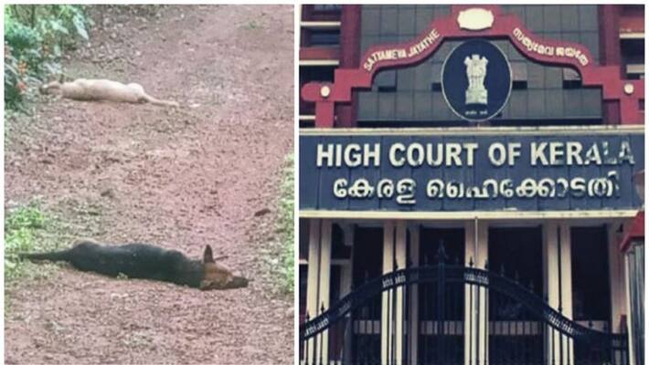 kerala high court directed to take case in kochi dog death kerala high court directed to take case in kochi dog death
