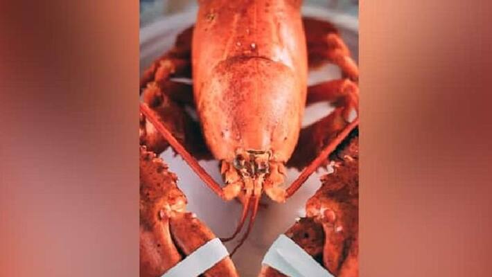 american lobsters now in red list food lovers protests on this american lobsters now in red list food lovers protests on this