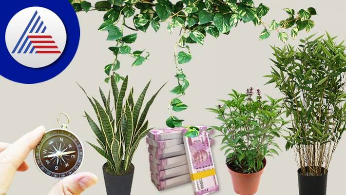 clove camphor have remedie to releive you from financial difficulties says vastu shashtra clove camphor have remedie to releive you from financial difficulties says vastu shashtra