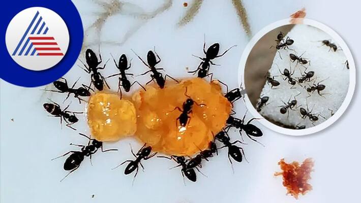 Have you ever wondered exactly how many ants live on Earth? Have you ever wondered exactly how many ants live on Earth?