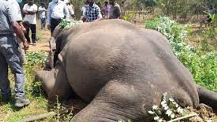 Female elephant died due to electrocution in Palakkad Female elephant died due to electrocution in Palakkad
