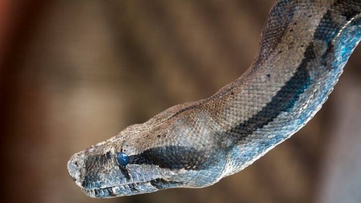 big snake escapes owners home in USA big snake escapes owners home in USA