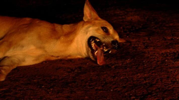 Stray Dog attack continues in Kerala Stray Dog attack continues in Kerala