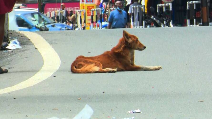 a stray dog bites 70 people in bihars ara town a stray dog bites 70 people in bihars ara town
