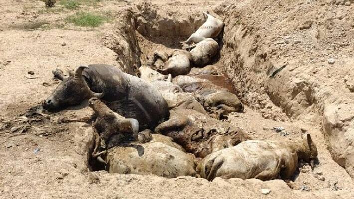 lumpy skin disease killed more than 75000 cattle so far lumpy skin disease killed more than 75000 cattle so far