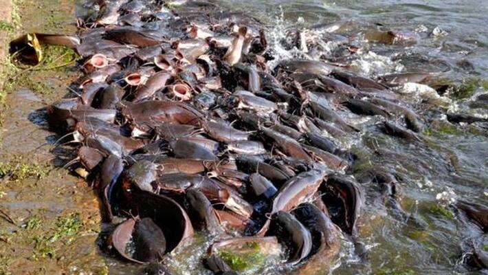tons of banned african catfish destroyed at dharmapuri tons of banned african catfish destroyed at dharmapuri