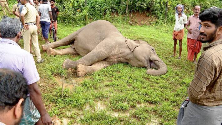 Palakkad wild elephant died in electric fence trap Palakkad wild elephant died in electric fence trap