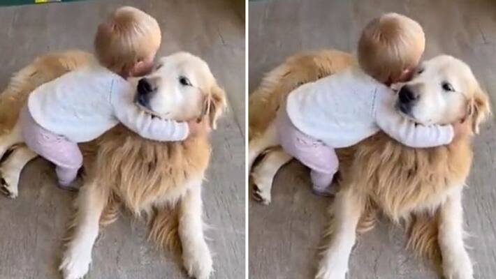 toddler gives hug to pet tog heartwarming video goes viral toddler gives hug to pet tog heartwarming video goes viral