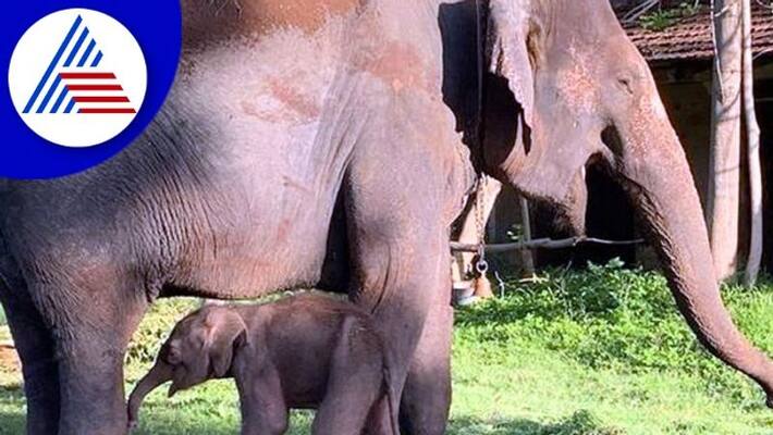 A baby boy was born to the elephant Lakshme who had come for Dasara rav A baby boy was born to the elephant Lakshme who had come for Dasara rav