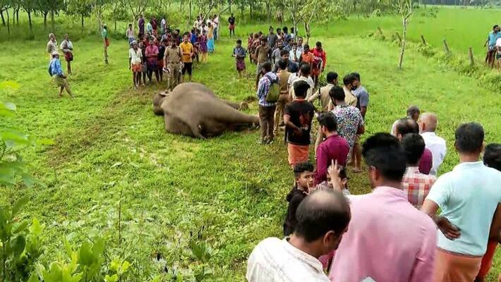 Elephant death in Palakkad Mundur, Three held Elephant death in Palakkad Mundur, Three held