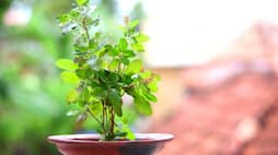 do you know about these amazing health benefits of tulsi