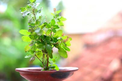do you know about these amazing health benefits of tulsi