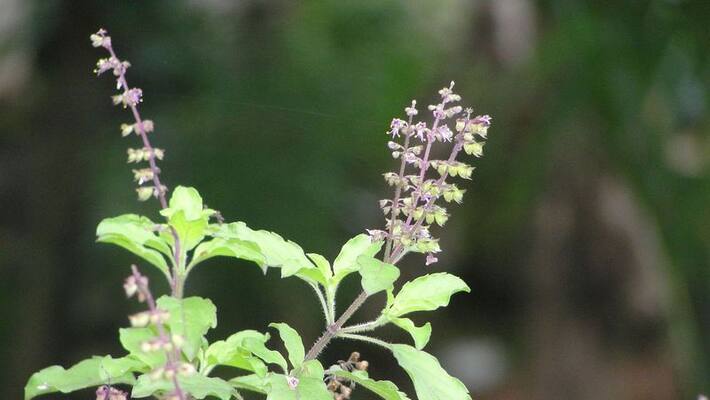 tulsi may help to control blood sugar tulsi may help to control blood sugar