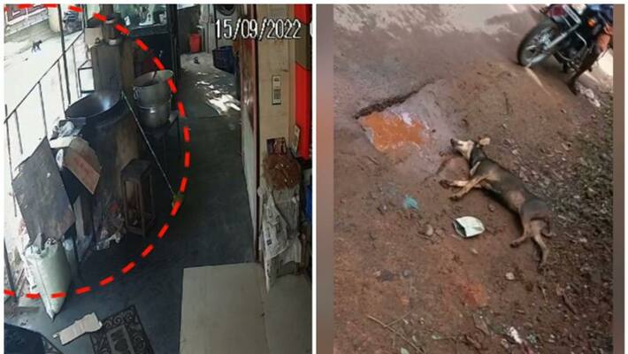 accident due to stray dogs accident due to stray dogs