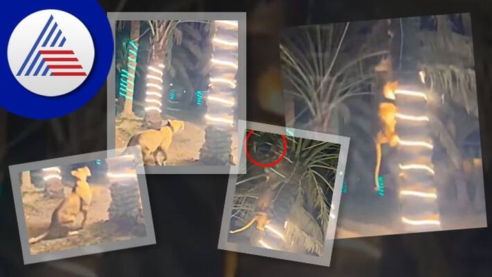 lioness chasing down a man at a party, Man climbs tree watch viral video akb lioness chasing down a man at a party, Man climbs tree watch viral video akb