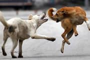 Kerala: Rabid dog subdued after attacking four in Kozhikode anr
