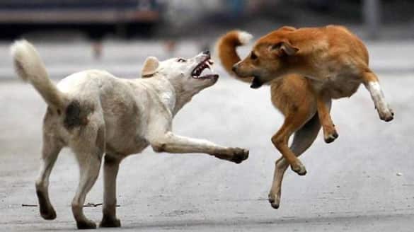 Kerala: Rabid dog subdued after attacking four in Kozhikode anr