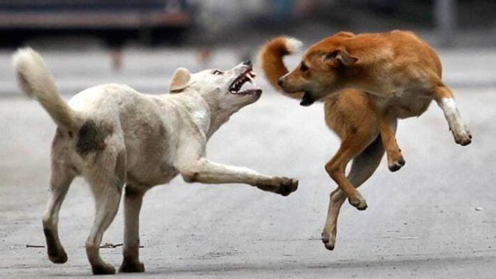 Foreign woman was bitten by a stray dog walking on the beach Vadakara Foreign woman was bitten by a stray dog walking on the beach Vadakara
