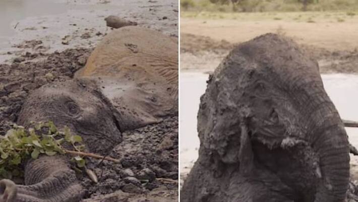 elephants stuck in mud for two days rescued elephants stuck in mud for two days rescued