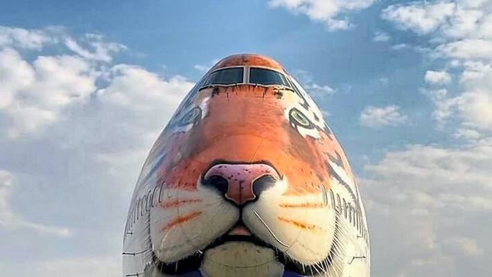 A specially modified B747 jumbo jet lands in Namibia with eight cheetahs on board for travel to India. A specially modified B747 jumbo jet lands in Namibia with eight cheetahs on board for travel to India.
