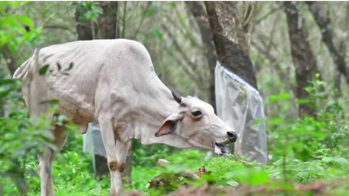 In Kannur, one more cow got rabies In Kannur, one more cow got rabies