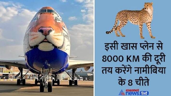 project cheetah in kuno are coming special plane reaches namibia cheetahs to return kpr project cheetah in kuno are coming special plane reaches namibia cheetahs to return kpr