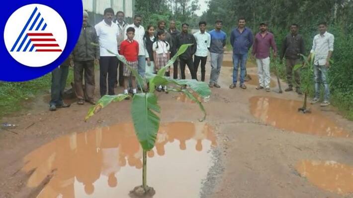 students plants banana tree in pothole to protest road condition in Chikkamagaluru gow students plants banana tree in pothole to protest road condition in Chikkamagaluru gow