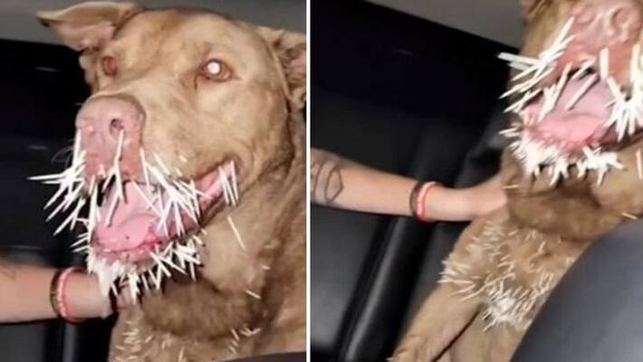 Horror image pitbull dog's face covered in spikes after fight with porcupine kpa Horror image pitbull dog's face covered in spikes after fight with porcupine kpa