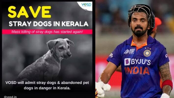 Cricketer KL Rahul Against mass murder of Dogs Cricketer KL Rahul Against mass murder of Dogs