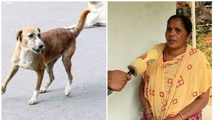 Housewife moved form home in malappuram over stray dogs attack Housewife moved form home in malappuram over stray dogs attack