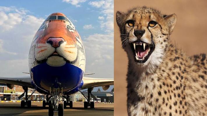 bhopal news cheetah who is coming Namibia special plain land in Gwalior and shift kuno national park Wildlife Sanctuary via helicopter asc bhopal news cheetah who is coming Namibia special plain land in Gwalior and shift kuno national park Wildlife Sanctuary via helicopter asc
