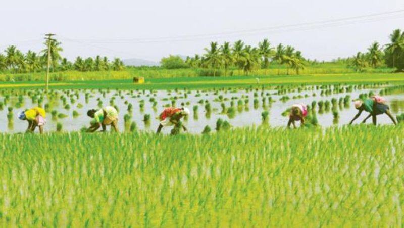 481 crore compensation scheme for 4.43 lakh farmers under crop insurance scheme. The Chief Minister began 