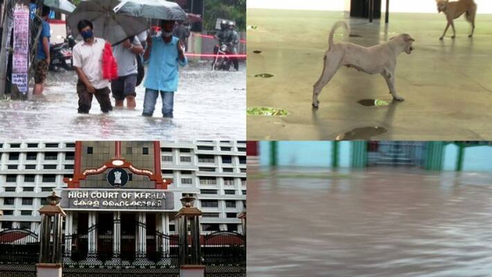 The high court joked that 'if it rains, the water will come in, or the dog will bite' The high court joked that 'if it rains, the water will come in, or the dog will bite'