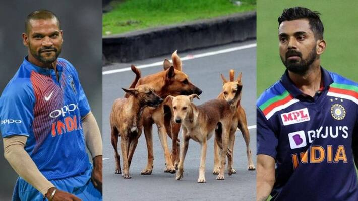 Shikhar Dhawan Tweets about killing of dogs in kerala Shikhar Dhawan Tweets about killing of dogs in kerala