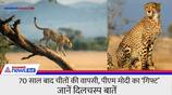 8 cheetahs reaching India from Namibia on 17th September know the facts about them KPZ