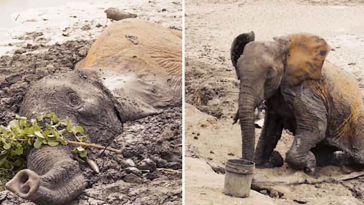 Watch Elephants being rescued after getting stuck in mud for two days; Netizens react-tgy Watch Elephants being rescued after getting stuck in mud for two days; Netizens react-tgy