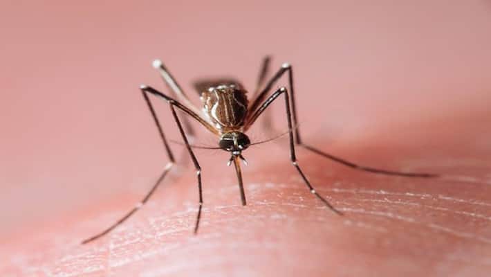Dengue DENV 3 genotype III is circulating in West Bengal Kolkata Howrah main concern of Firhad Hakim ANBSS Dengue DENV 3 genotype III is circulating in West Bengal Kolkata Howrah main concern of Firhad Hakim ANBSS