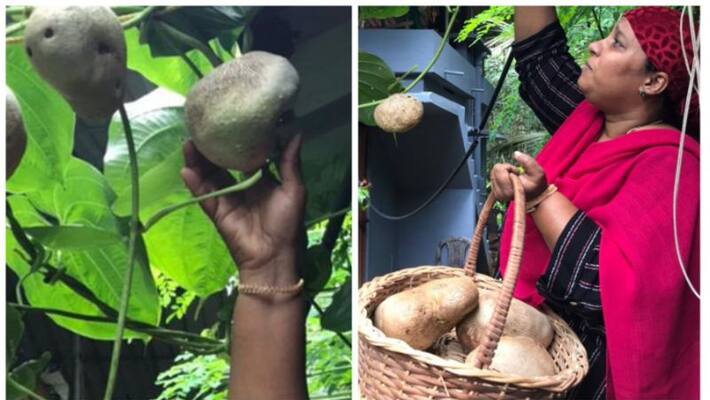 adathap potatoes farming a success story adathap potatoes farming a success story