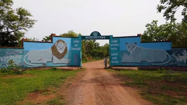 Here is every single detail about Kuno National Park where PM Modi will release 8 Namibian cheetahs AKA Here is every single detail about Kuno National Park where PM Modi will release 8 Namibian cheetahs AKA