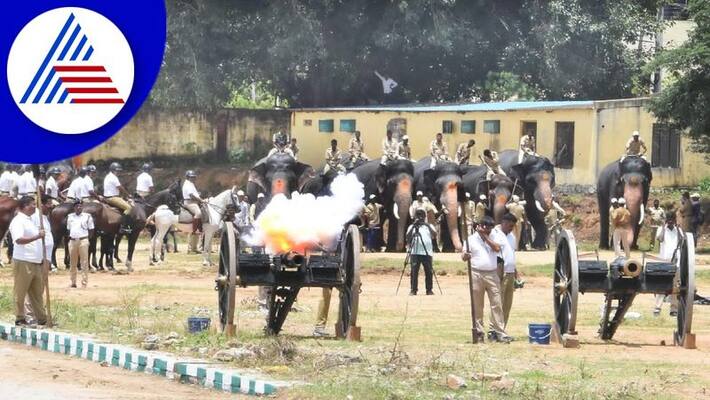 Mysuru Dasara Elephants Undergo Second Round Of Cannon Firing Drills In Outside The Palace Boundary Exhibition Grounds gvd Mysuru Dasara Elephants Undergo Second Round Of Cannon Firing Drills In Outside The Palace Boundary Exhibition Grounds gvd