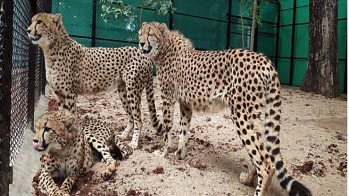 First batch of Cheetahs being brought from Namibia to Kuno First batch of Cheetahs being brought from Namibia to Kuno