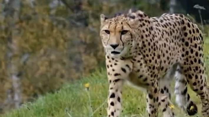 Mann Ki Baat: Do you know when you can see the cheetahs directly?.. Pm Modi's key comments Mann Ki Baat: Do you know when you can see the cheetahs directly?.. Pm Modi's key comments