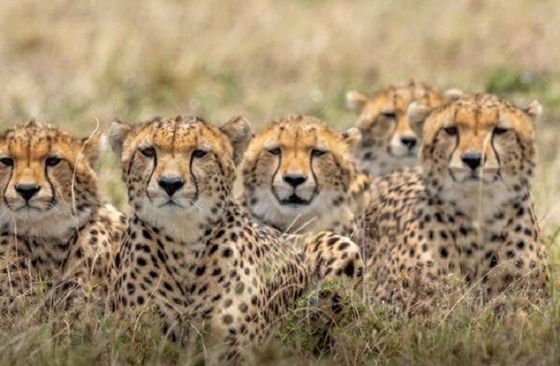 From Gwalior, two helicopters carrying cheetahs in Namibia land close to Kuno National Park.