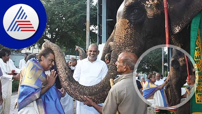 benefits of BLESSINGS FROM ELEPHANT IN TEMPLES OF INDIA skr benefits of BLESSINGS FROM ELEPHANT IN TEMPLES OF INDIA skr